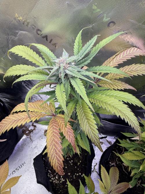 Eternity Grow Cup 2026 - Sticky Broccoli. Week 12