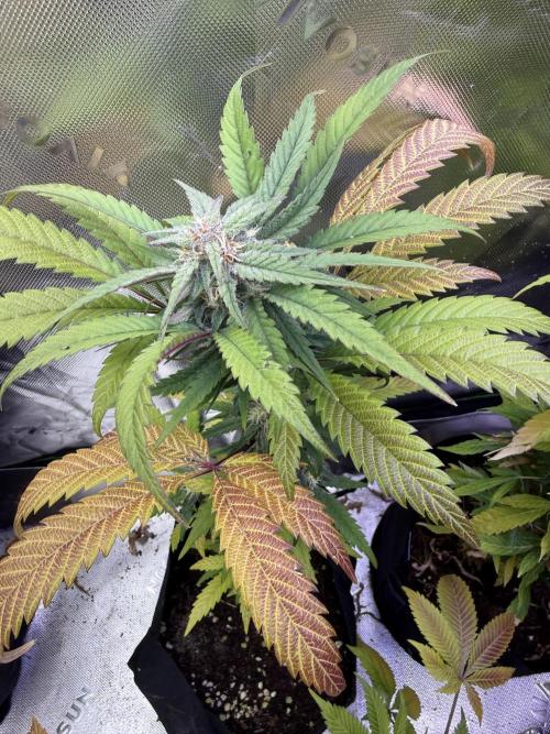 Eternity Grow Cup 2026 - Sticky Broccoli. Week 12