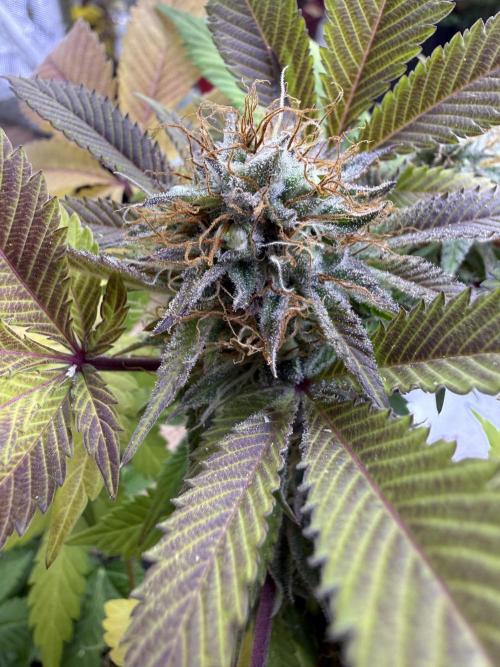 IZI Seeds Permanent Bluez Grow. Week 12