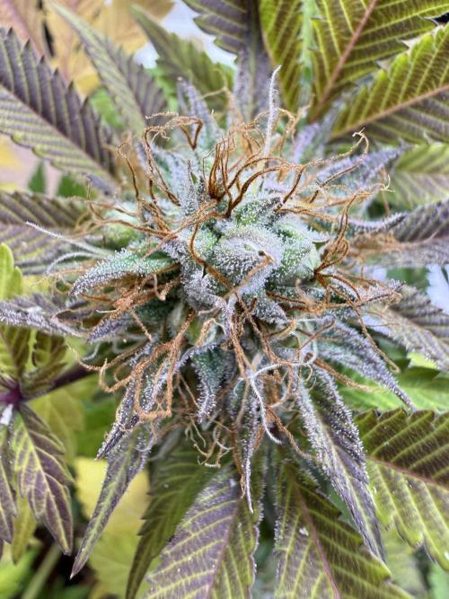IZI Seeds Permanent Bluez Grow. Week 12