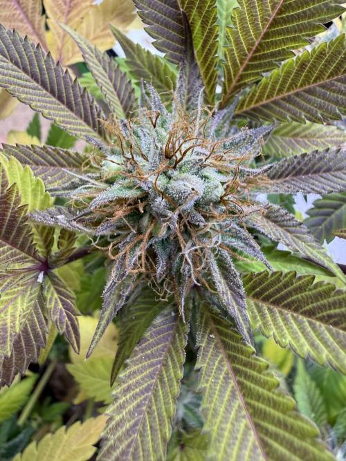 IZI Seeds Permanent Bluez Grow. Week 12