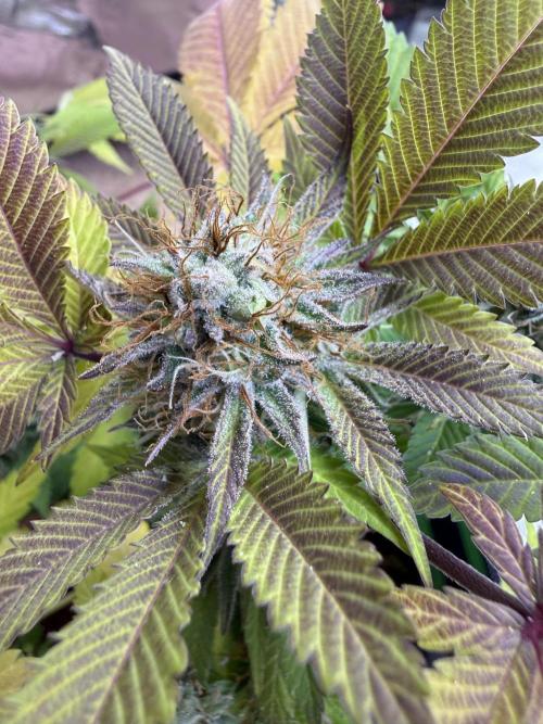 IZI Seeds Permanent Bluez Grow. Week 12