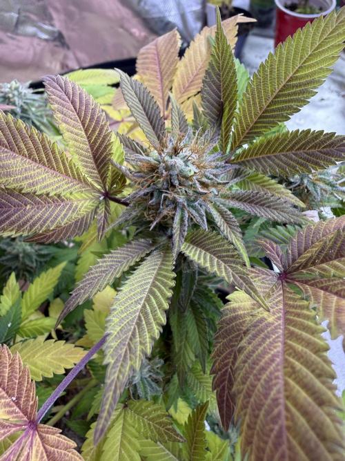 IZI Seeds Permanent Bluez Grow. Week 12