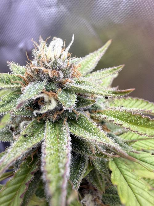 IZI Seeds Permanent Bluez Grow. Week 12
