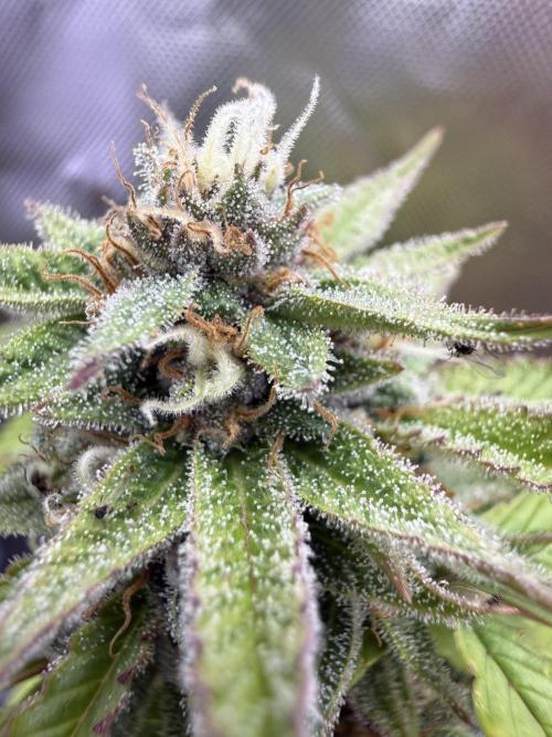 IZI Seeds Permanent Bluez Grow. Week 12