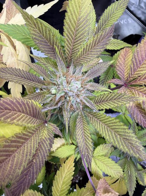 IZI Seeds Permanent Bluez Grow. Week 12