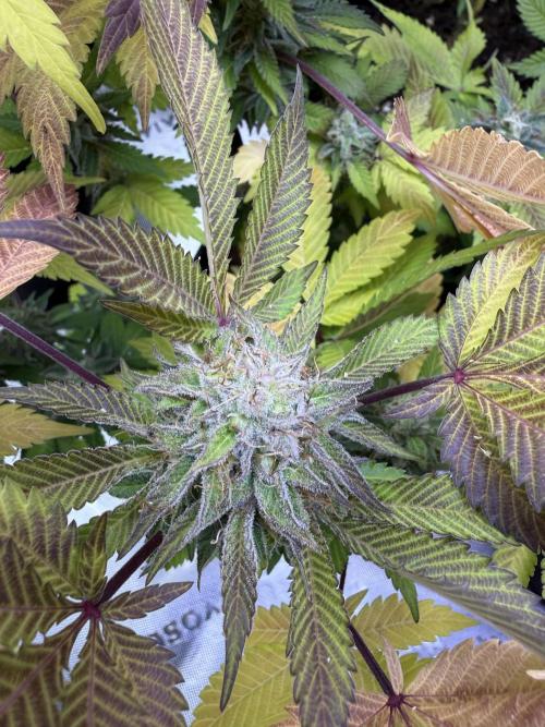 IZI Seeds Permanent Bluez Grow. Week 12