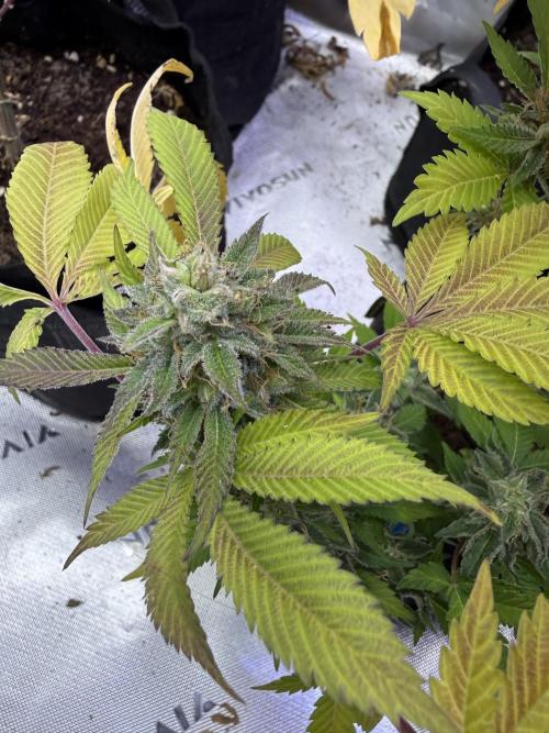 IZI Seeds Permanent Bluez Grow. Week 12