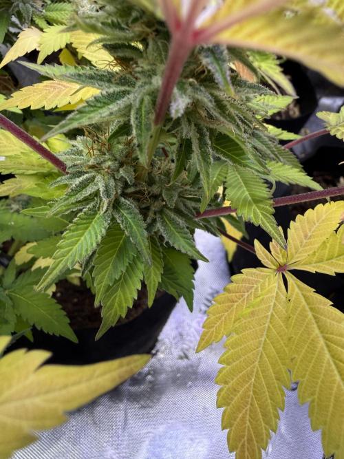 IZI Seeds Permanent Bluez Grow. Week 12