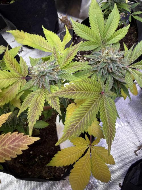 IZI Seeds Permanent Bluez Grow. Week 12