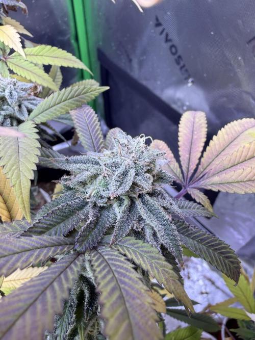 Slurricane Photo Grow. Week 13