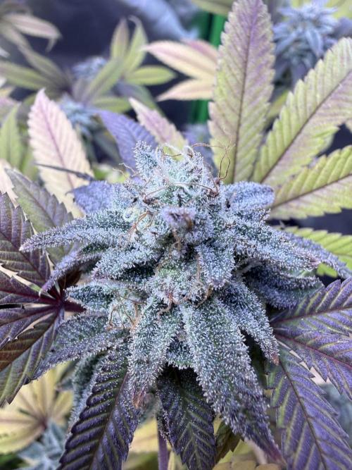 Slurricane Photo Grow. Week 13
