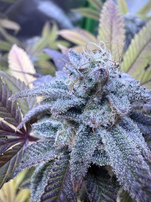 Slurricane Photo Grow. Week 13
