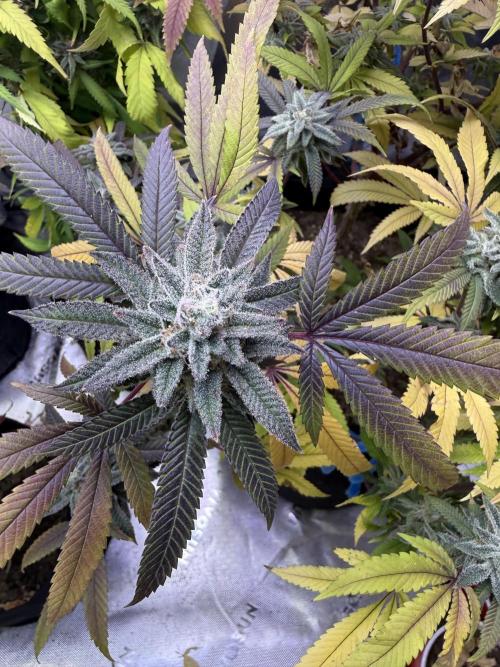 Slurricane Photo Grow. Week 13