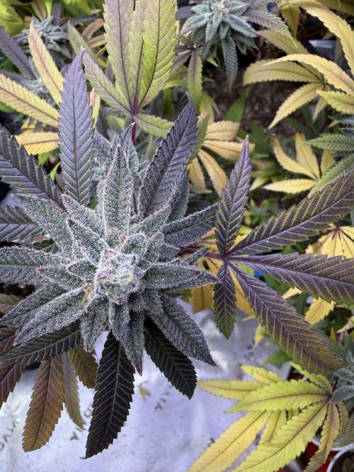 Slurricane Photo Grow. Week 13