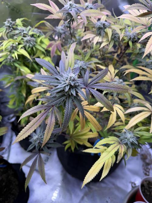 Slurricane Photo Grow. Week 13
