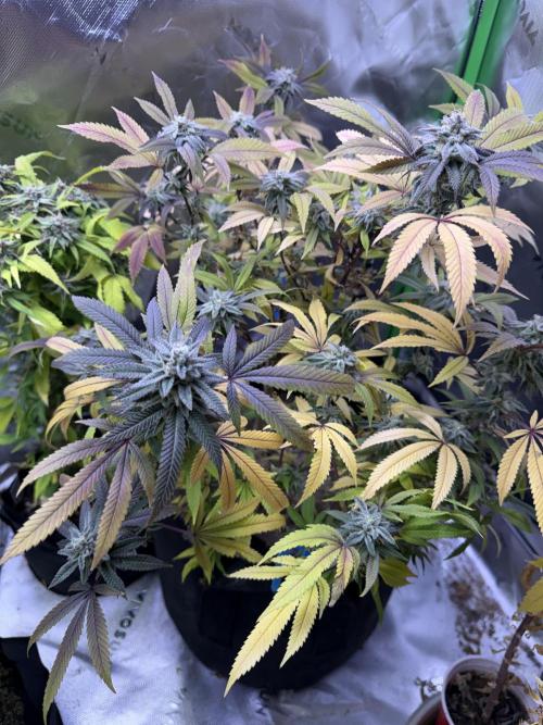 Slurricane Photo Grow. Week 13