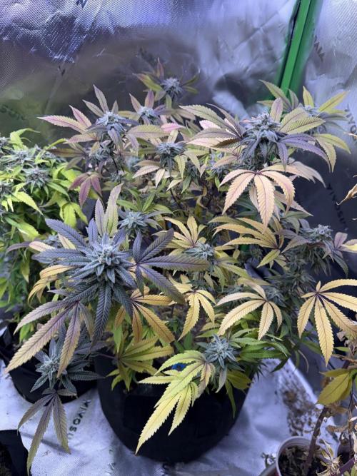 Slurricane Photo Grow. Week 13