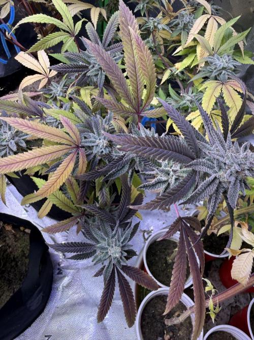 Slurricane Photo Grow. Week 13
