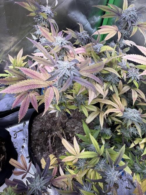 Slurricane Photo Grow. Week 13