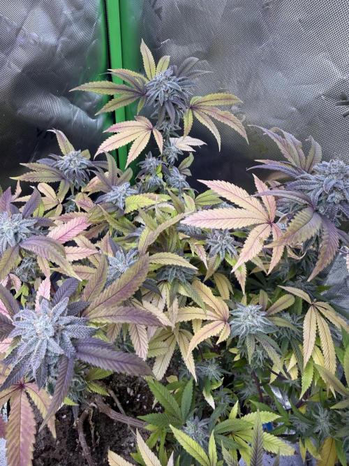 Slurricane Photo Grow. Week 13
