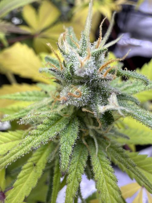IZI Seeds Brain Swirl Fem Photo. Week 12