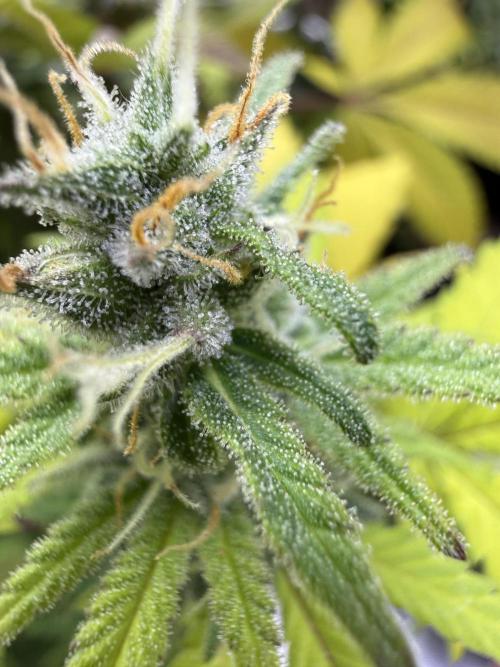 IZI Seeds Brain Swirl Fem Photo. Week 12