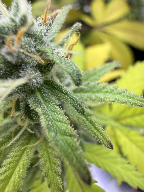 IZI Seeds Brain Swirl Fem Photo. Week 12
