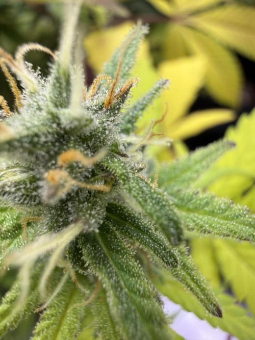 IZI Seeds Brain Swirl Fem Photo. Week 12