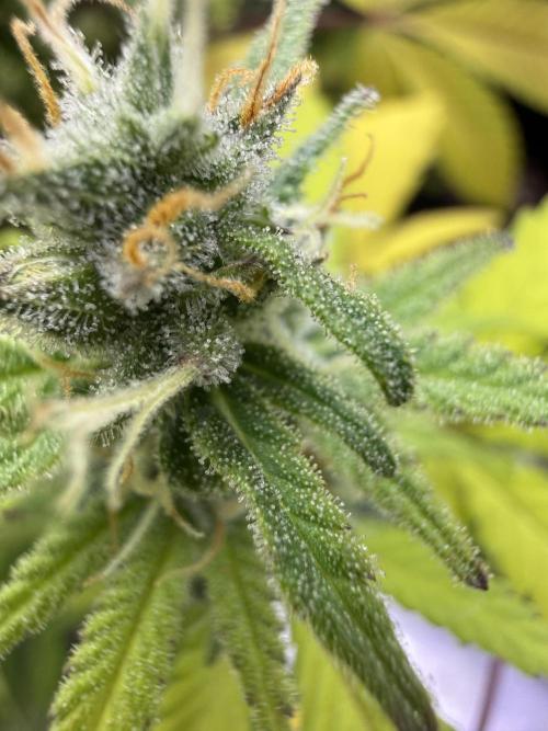 IZI Seeds Brain Swirl Fem Photo. Week 12