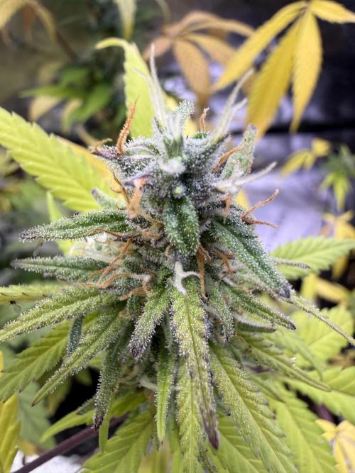 IZI Seeds Brain Swirl Fem Photo. Week 12