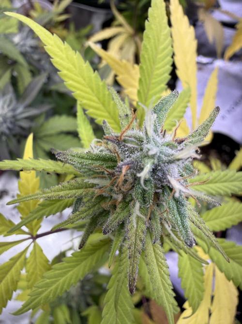 IZI Seeds Brain Swirl Fem Photo. Week 12