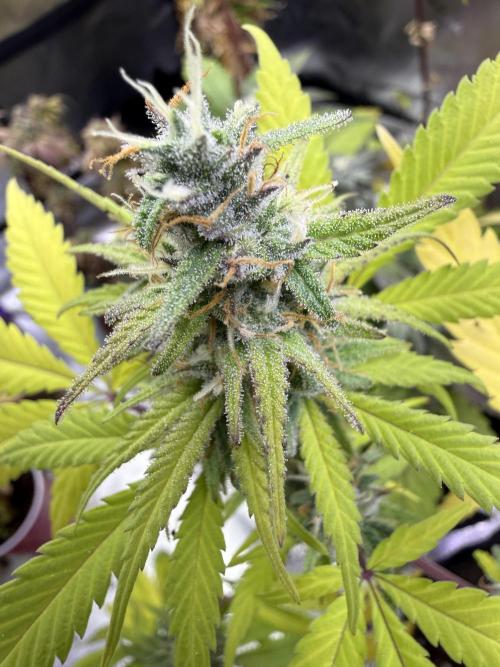 IZI Seeds Brain Swirl Fem Photo. Week 12