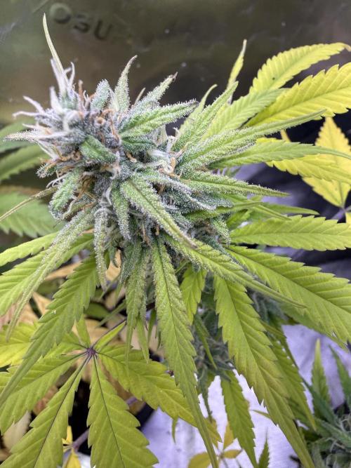 IZI Seeds Brain Swirl Fem Photo. Week 12