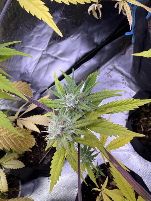 IZI Seeds Brain Swirl Fem Photo. Week 12