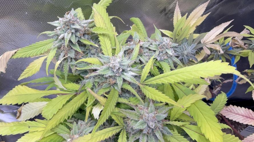 IZI Seeds Brain Swirl Fem Photo. Week 12