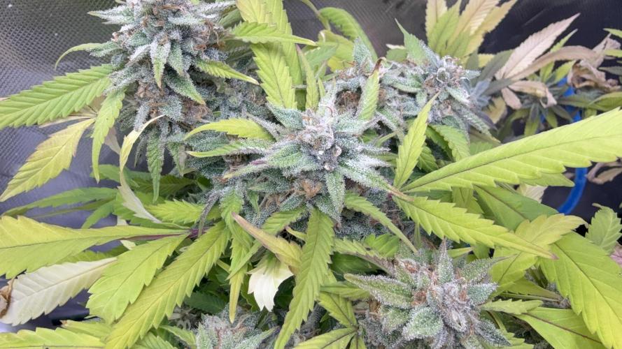 IZI Seeds Brain Swirl Fem Photo. Week 12