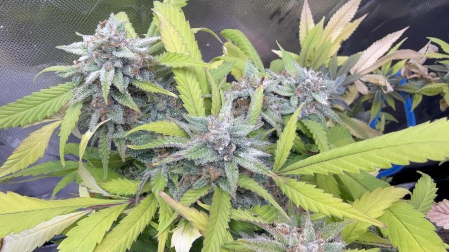 IZI Seeds Brain Swirl Fem Photo. Week 12