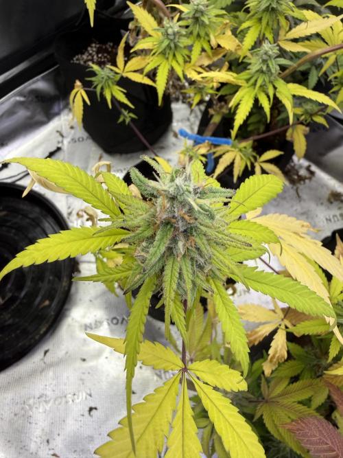 IZI Seeds Brain Swirl Fem Photo. Week 12