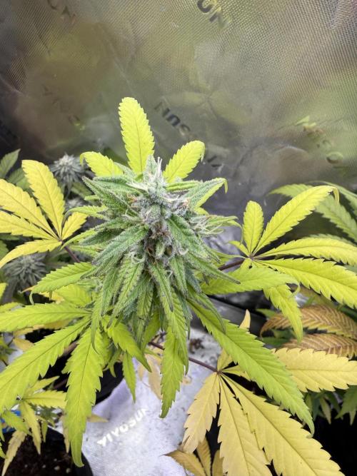 IZI Seeds Brain Swirl Fem Photo. Week 12