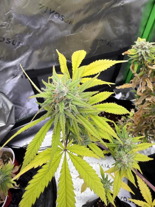 IZI Seeds Brain Swirl Fem Photo. Week 12