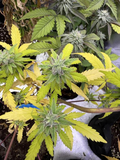 IZI Seeds Brain Swirl Fem Photo. Week 12