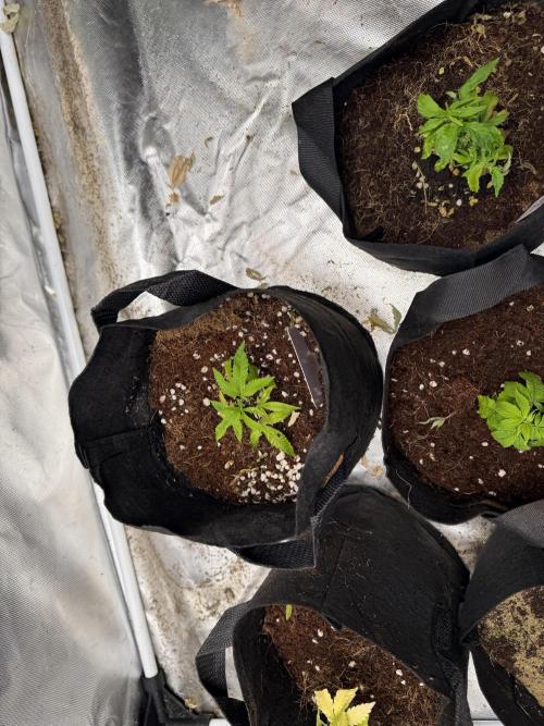 Misc Crosses Tester Grows. Week 3