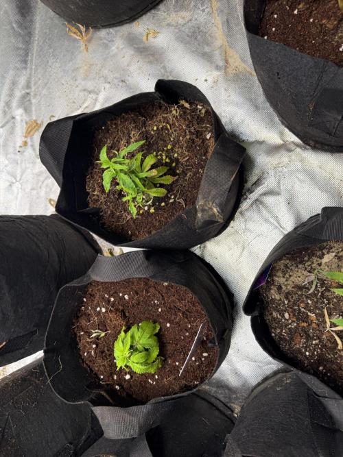 Misc Crosses Tester Grows. Week 3