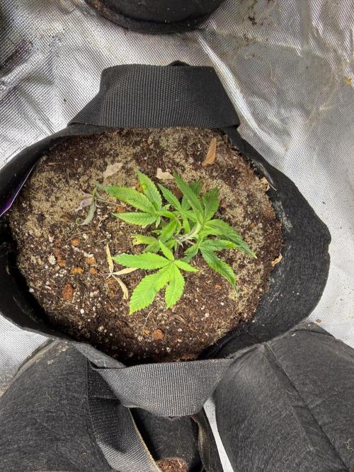 Misc Crosses Tester Grows. Week 3