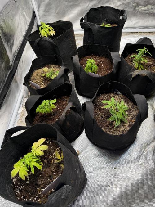 Misc Crosses Tester Grows. Week 3