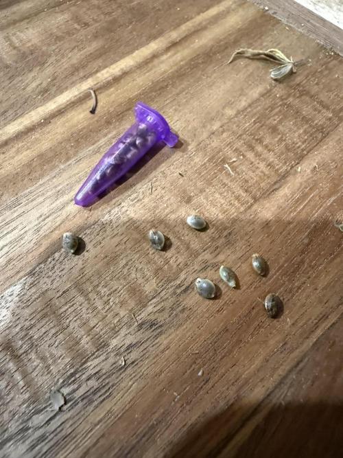 Misc. Breeding Projects. Week 10