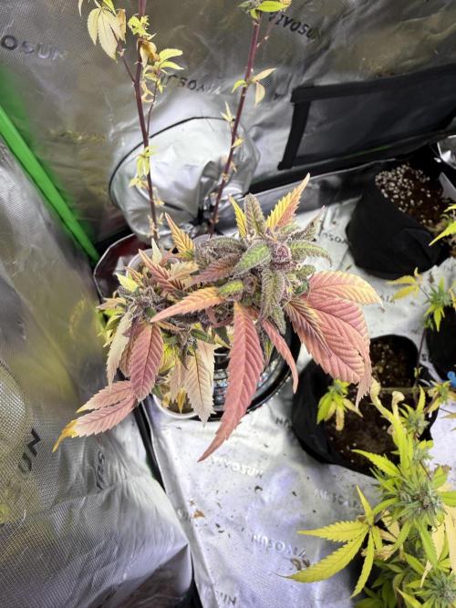 Misc. Breeding Projects. Week 10