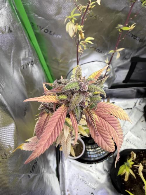 Misc. Breeding Projects. Week 10