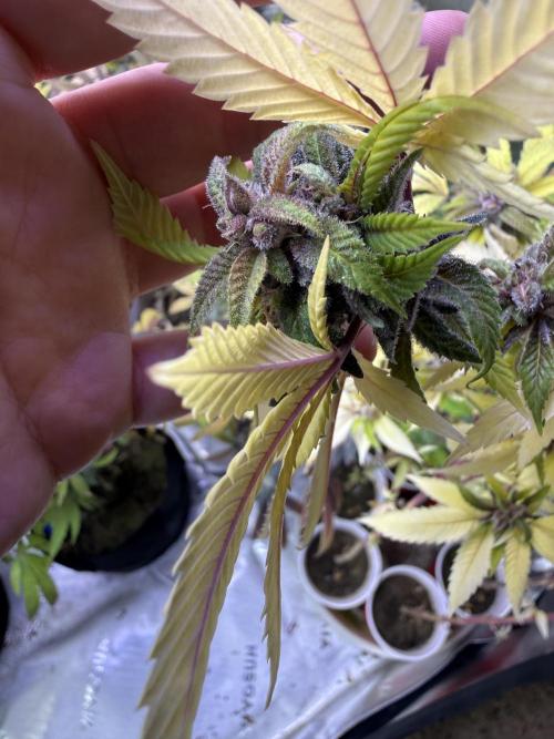 Misc. Breeding Projects. Week 10